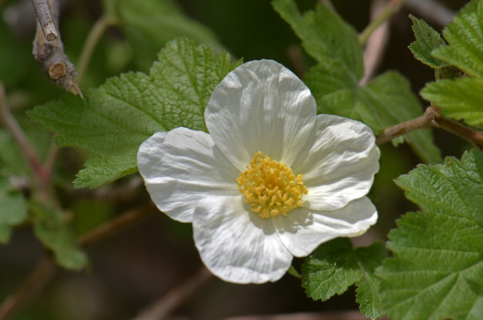 New Mexico Raspberry usually blooms after the first year from April to September. It has large white flowers from 5 petals. Rubus neomexicanus